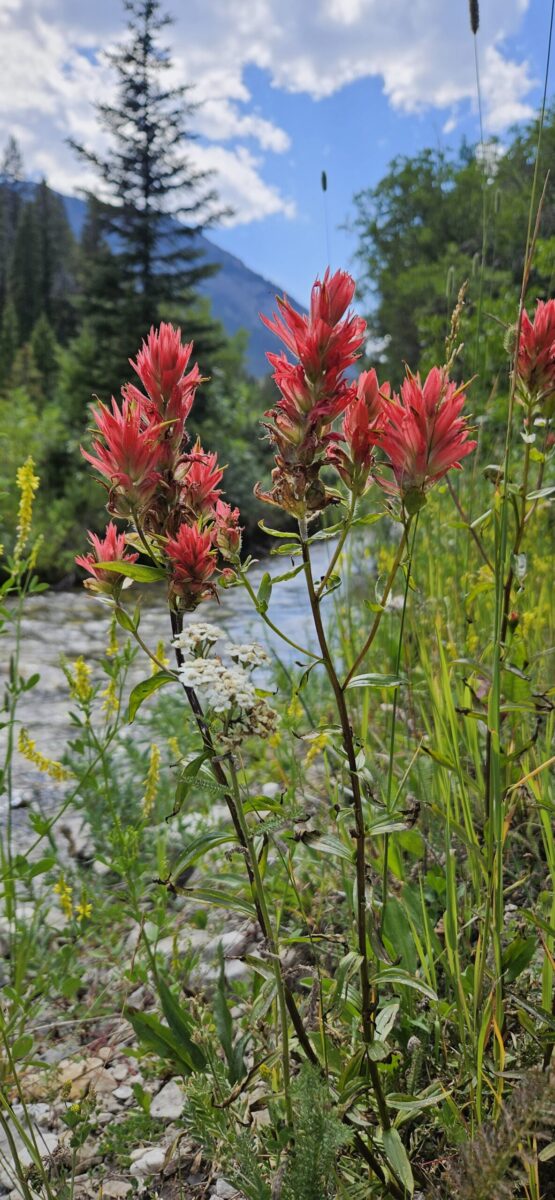 prairie fire paintbrush 1 scaled